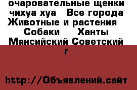 очаровательные щенки чихуа-хуа - Все города Животные и растения » Собаки   . Ханты-Мансийский,Советский г.